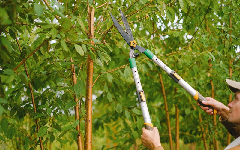 Tree trimming in Poplar Branch, NC