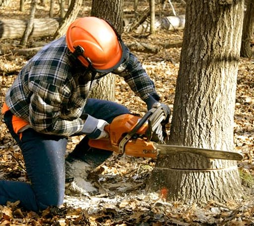 Tree Removal in Poplar Branch, NC